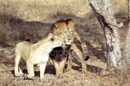 Image du Maroc Professionnelle de  MAX un jeune lion de l'atlas âgé de 7 ans effectue sa première sortie de cage depuis sa naissance, il est accompagné d'une lionne âgée de 5 ans qui avait déjà donnée naissance à 3 petits au zoo de Temara près de Rabat, Mardi 27 Avril 1999. (Photo / Abdeljalil Bounhar) 